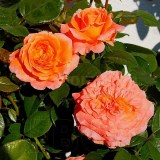 Амур де молен_0x160 Любимый сад